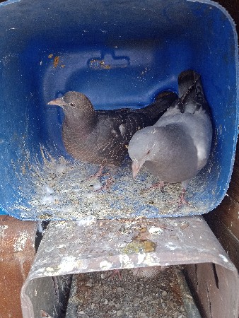 કબૂતર વેચવાના છે