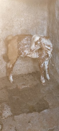 ત્રણ બકરા વેચવાના છે