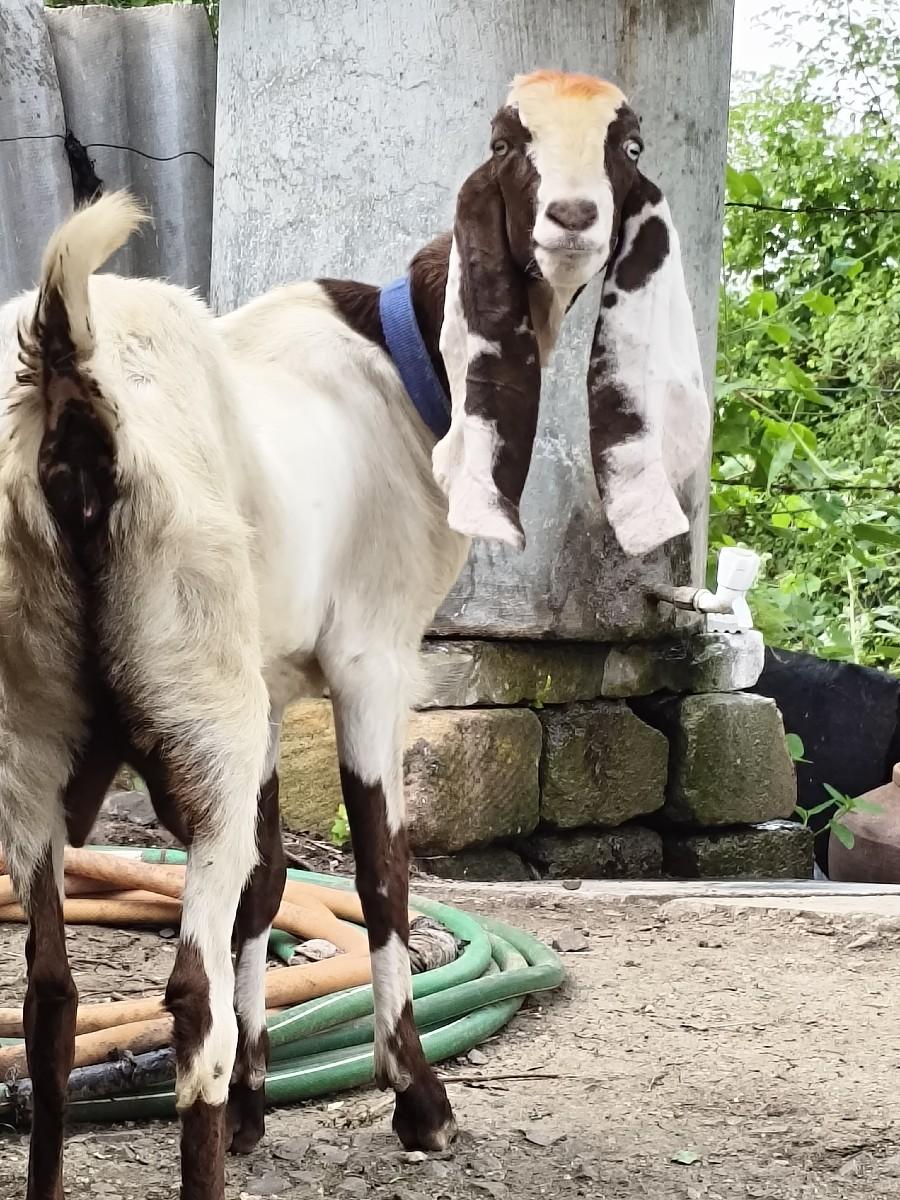 થંબનેલ 2