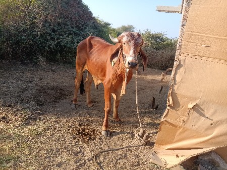 વાછડાવૅચવાનાછૅ