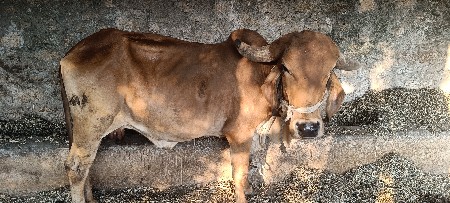 ગીર ગાય સે પેલું વેતર વ્યાગલ સે