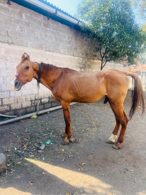 ઘોડો વેચવાનો છે