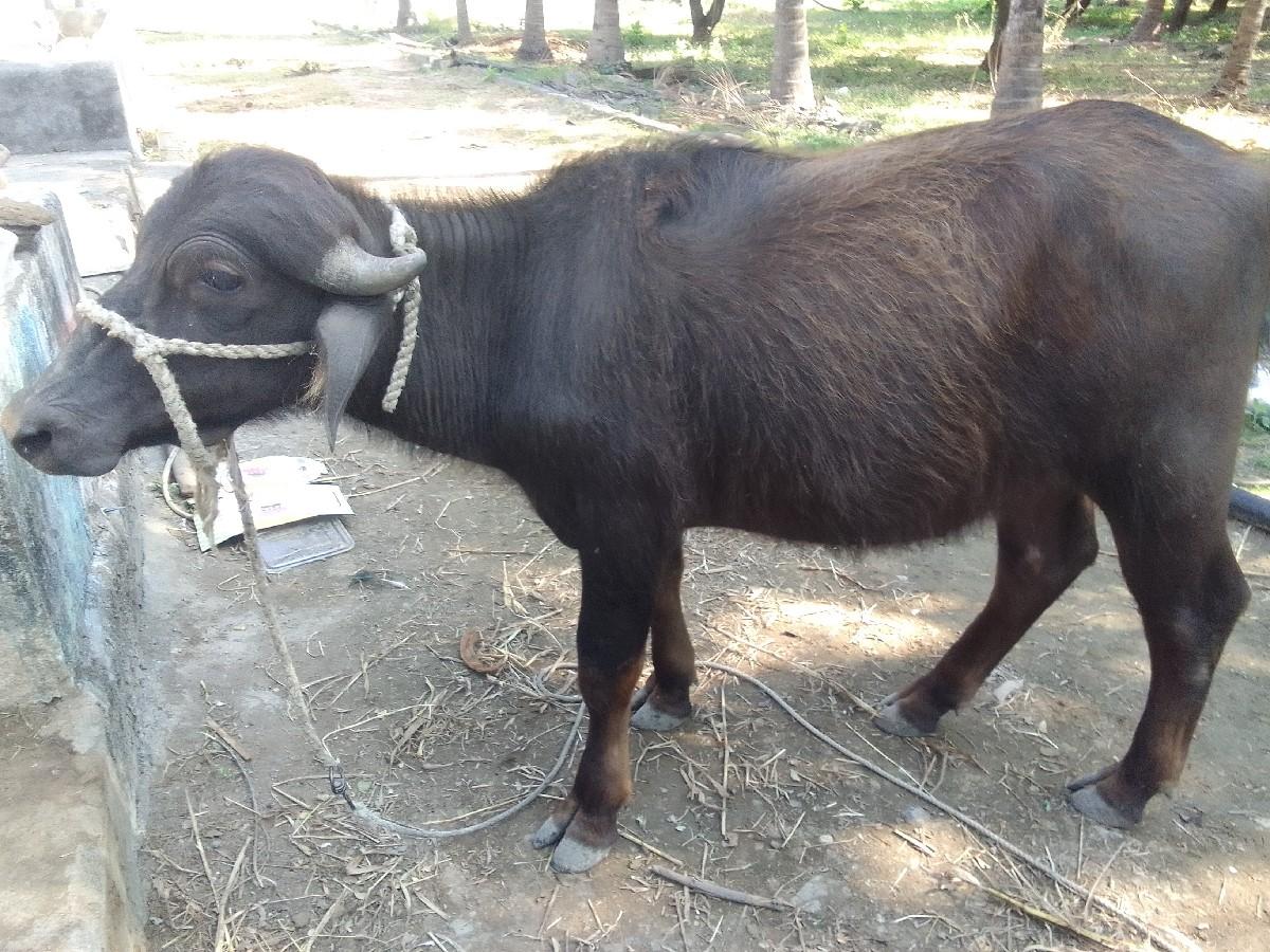 थंबनेल 2