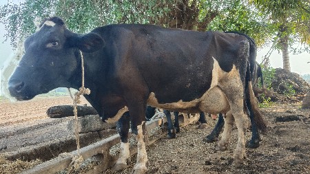 એસેફ ગાય વેશવાનિ શે