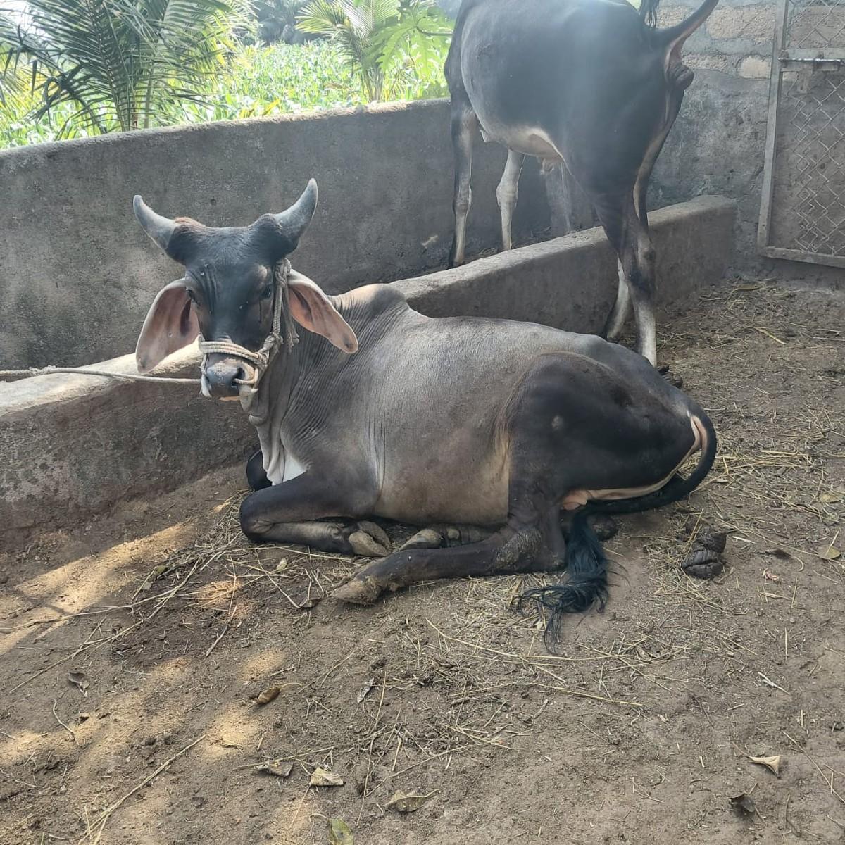 થંબનેલ 2