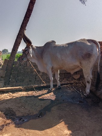 थंबनेल 2