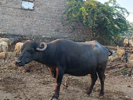 વેચવાની