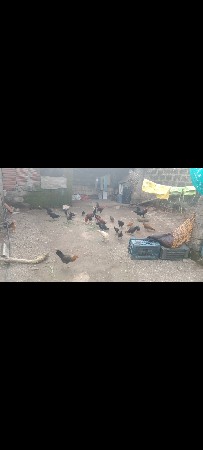 દેસી કુકડા ના સાટા કરવા  ના છે