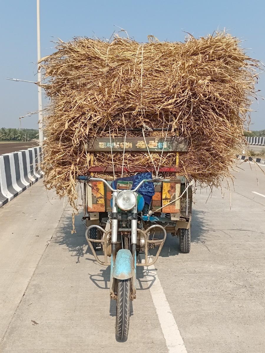 સાંરગ   રીસા