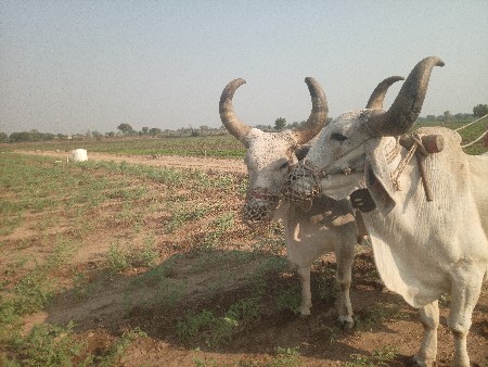 બળદ વેચવાના છે