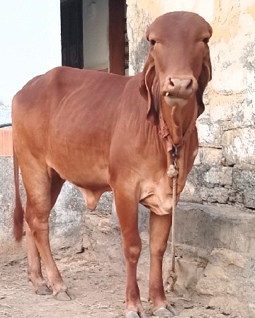 સૃવણ કપિલા