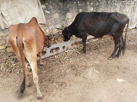 થંબનેલ 3