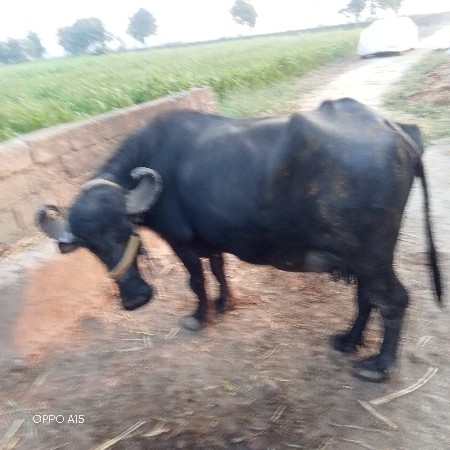 થંબનેલ 3