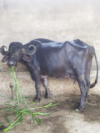 ભેંસ વેસવાની છે