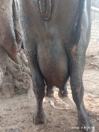 ભેંસ વેચવાની છે