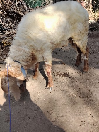 થંબનેલ 2