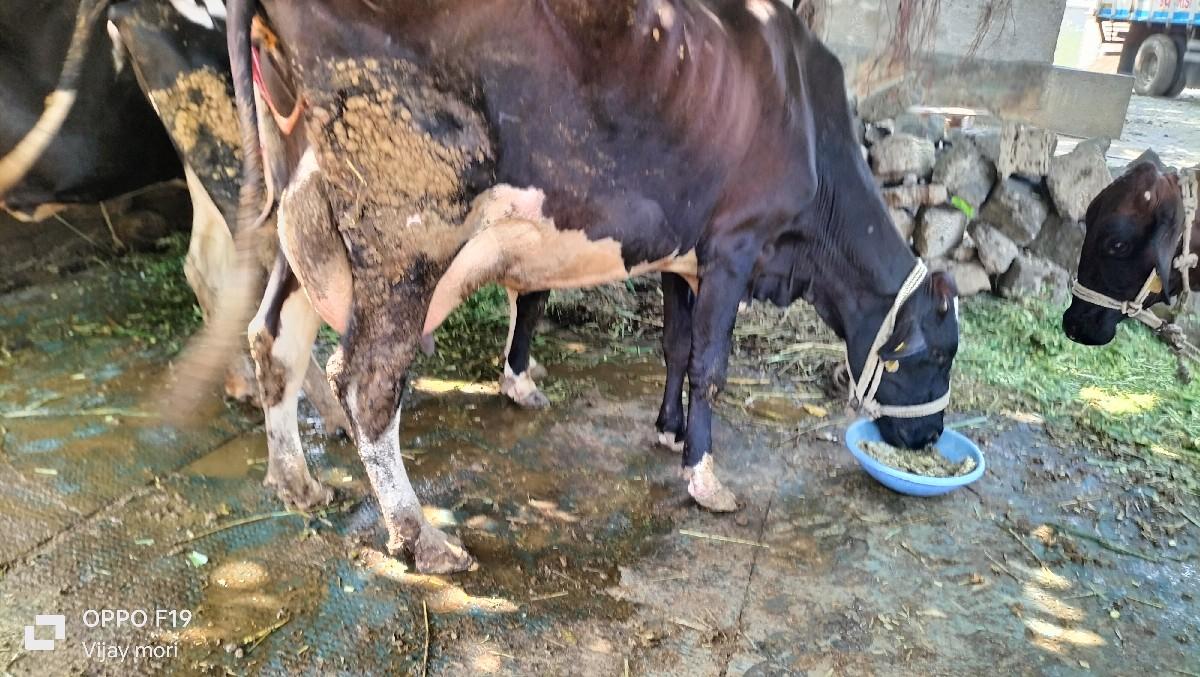 थंबनेल 4