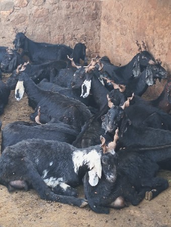 31 બકરી 22 બછડીયો સાથે આપવાની છે