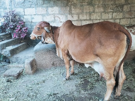 ગાય વેચવાની છે.