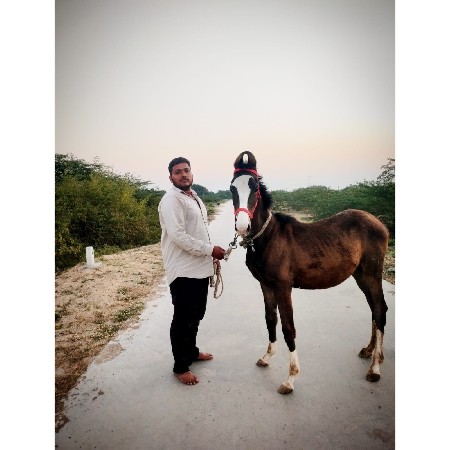 વછેરી વેચવાની છે