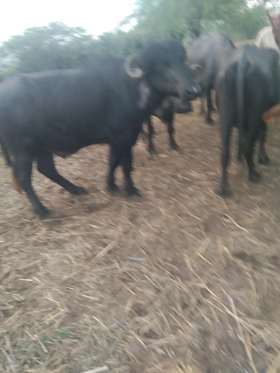 थंबनेल 3