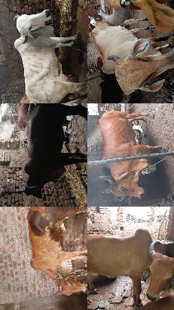 8 ગાયો વેચવાની છે