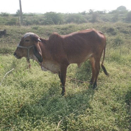 થંબનેલ 3