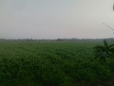 જુવાર નો સરો વેશ વા નો સે