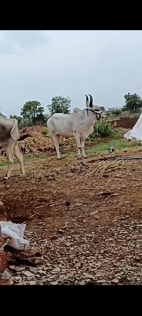 थंबनेल 3