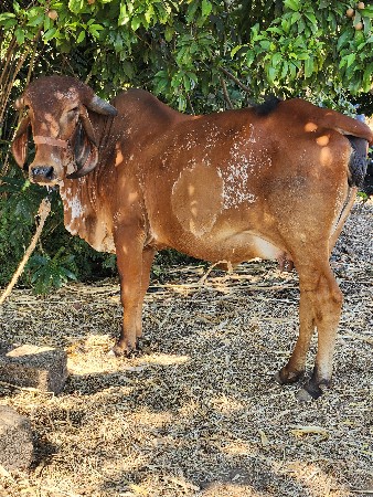 ગીર ગાય ની ઓડકી વેસવાનીછે