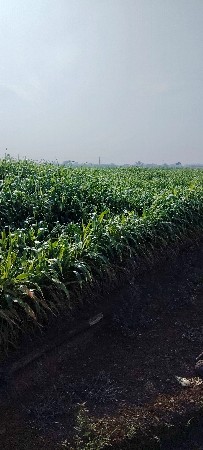 બે વિઘા ની જુવાર વેચવાની છે