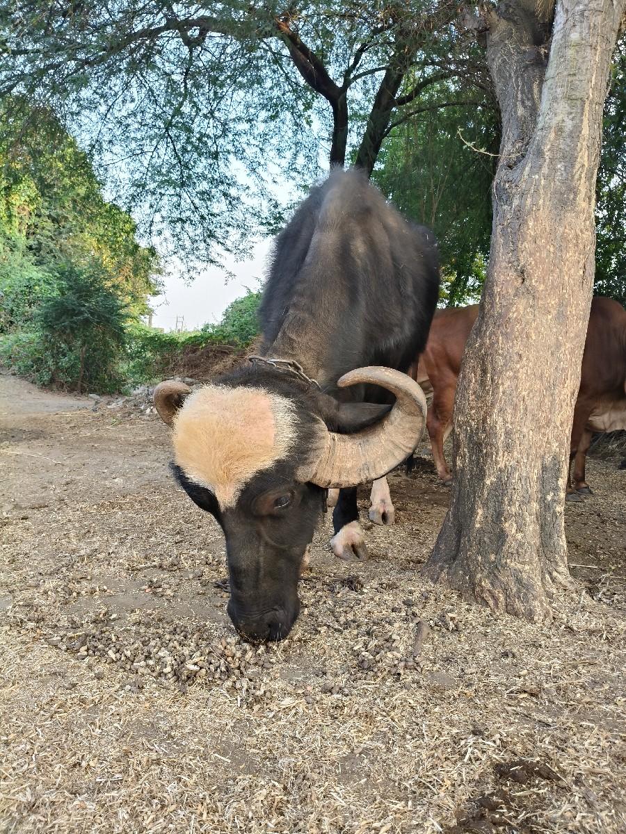 ખળેલી વેચવાની છે