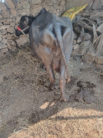 ભેંસ વેચવાની છે