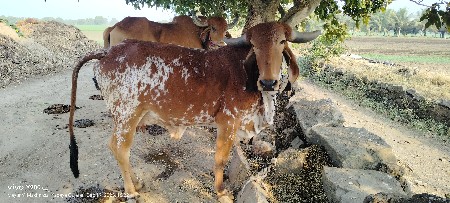 ગાય વેચવાની છે