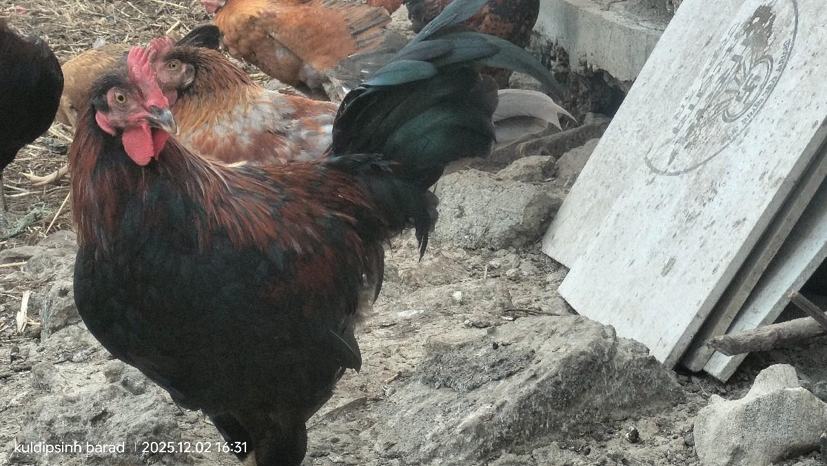 થંબનેલ 2