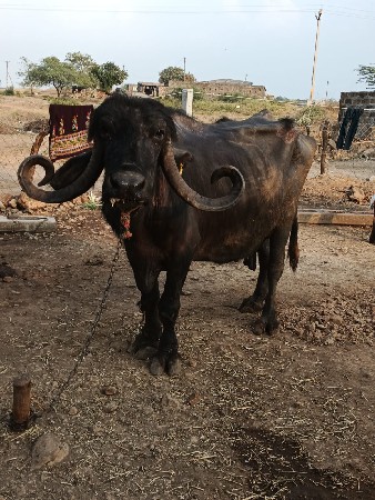 थंबनेल 2