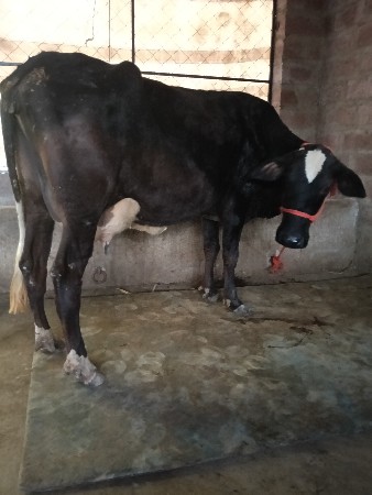 ગીર ક્રોસ