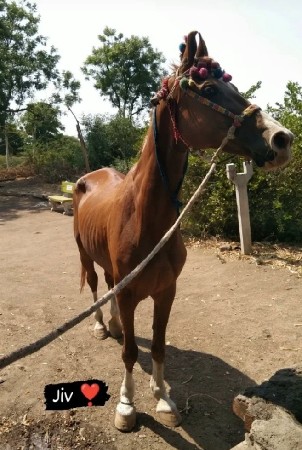 થંબનેલ 2