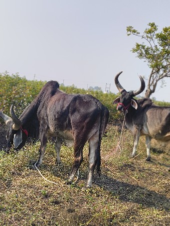 थंबनेल 3