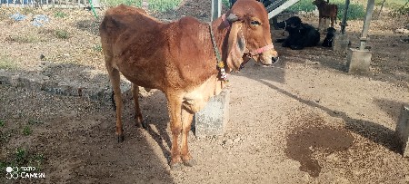 ગીર વાછડી વેચવાની છે