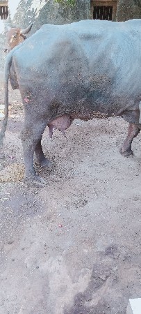 2 વેસવા ની છે