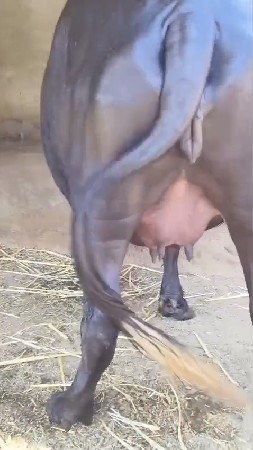 થંબનેલ 4