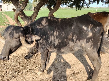 थंबनेल 2