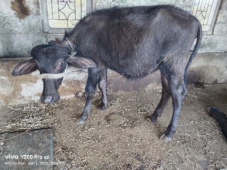 થંબનેલ 3