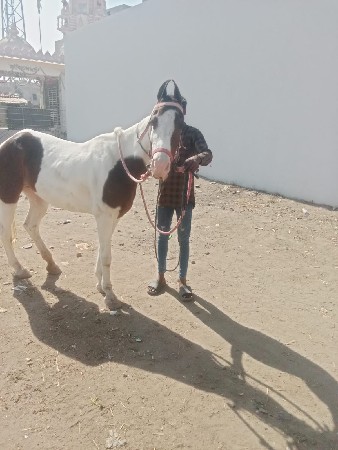 थंबनेल 2