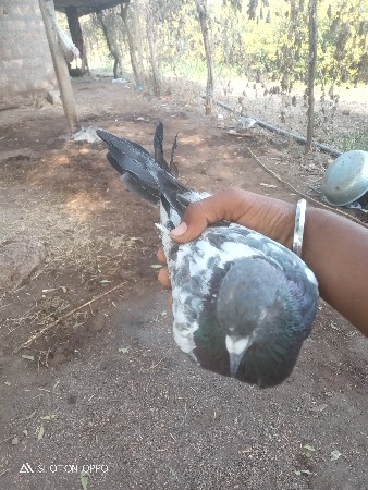 નર વેચવાનો છે