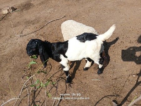 थंबनेल 3