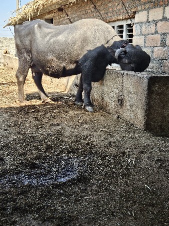 थंबनेल 3