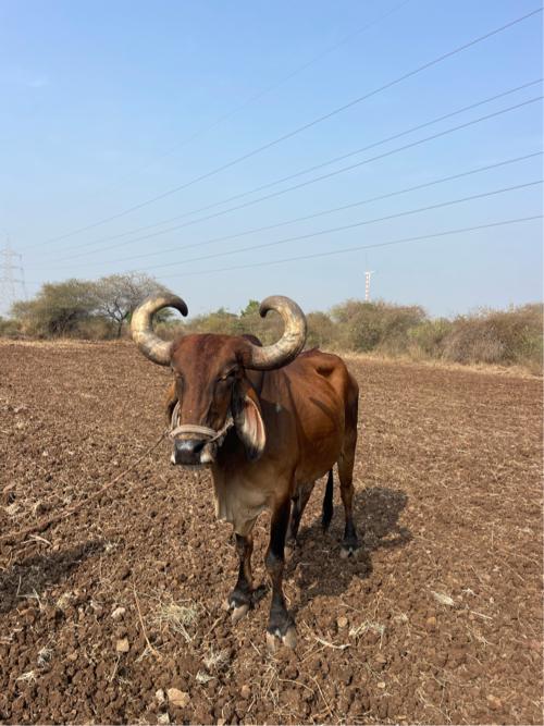 थंबनेल 2