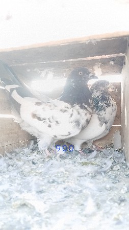 લેવાનાહોયીજમેસેજ